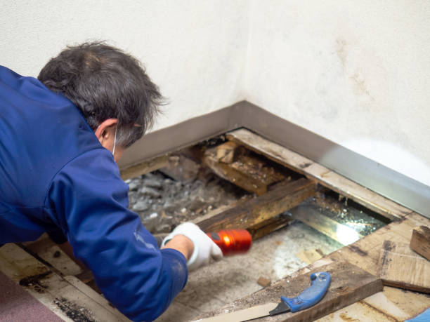 Best Toxic Mold Removal  in Helmetta, NJ