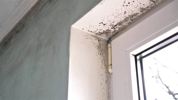 Crawl Space Mold Removal in Helmetta, NJ