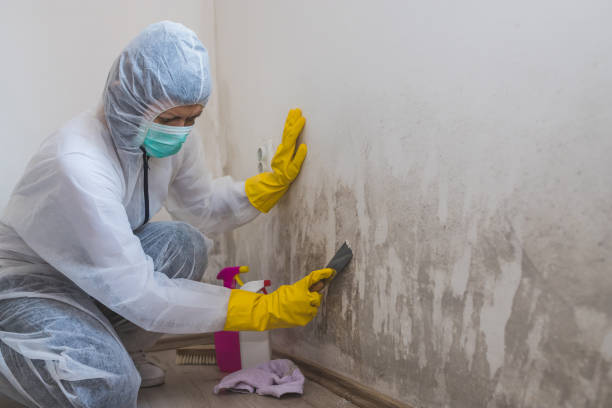 Best Mold Removal Near Me  in Helmetta, NJ