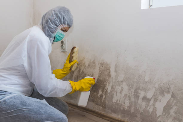 Best Black Mold Removal  in Helmetta, NJ