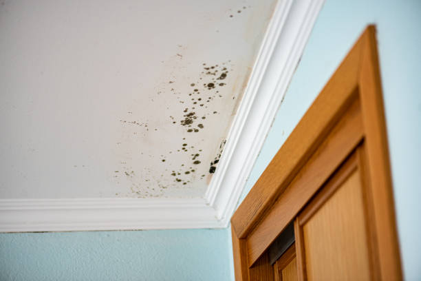 Best Emergency Mold Removal  in Helmetta, NJ