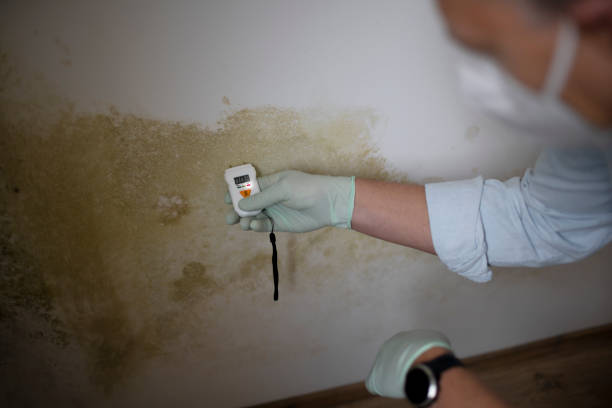 Professional Mold Removal in Helmetta, NJ