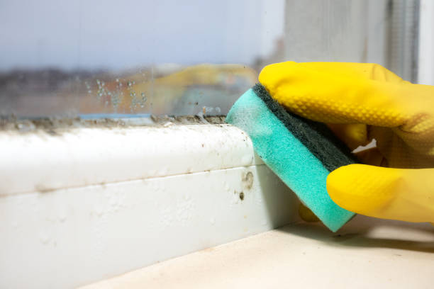 Best Mold Removal Company Near Me  in Helmetta, NJ