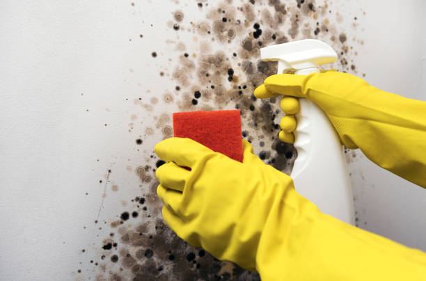 Best Best Mold Removal Companies  in Helmetta, NJ