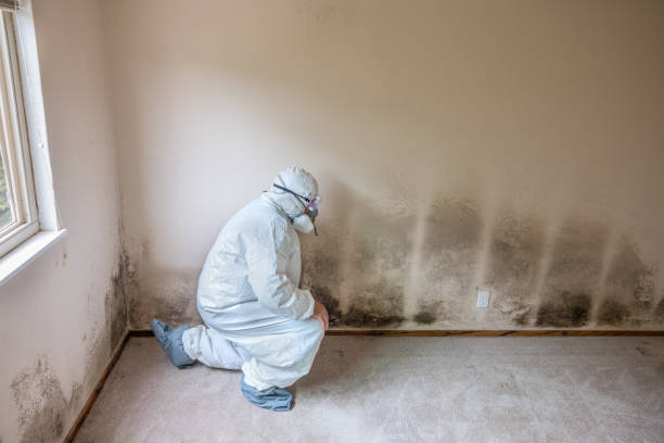 Best Professional Mold Removal  in Helmetta, NJ