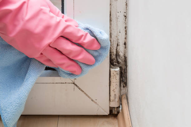 Best Residential Mold Removal  in Helmetta, NJ